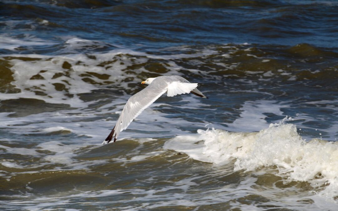 Ostfriesland_2014_Foto9